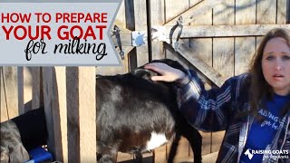 How to Get a Goat Used to Her Udder Being Touched [upl. by Waterman656]