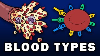 BLOOD TYPES  ABO and Rh Blood Group Systems [upl. by Aiyot]