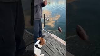 Togging at the dock 🐶 [upl. by Tioneb282]