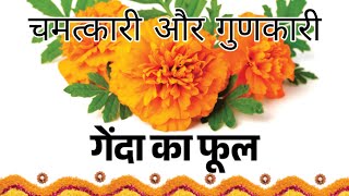 चमत्कारी और गुणकारी गेंदा Marigold  A Miraculous Plant [upl. by Aital995]