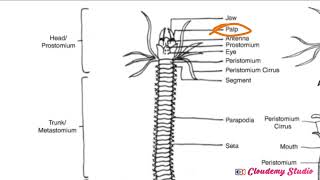 BIOLOGY OF NEREIS CONTD [upl. by Htebzil291]