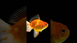 Goldfish swimming on black background 2 [upl. by Rimma]