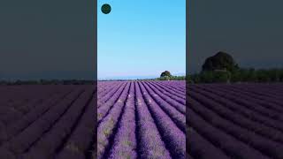 Breathtaking Lavender Fields in Provence A Summer Dream [upl. by Brand]