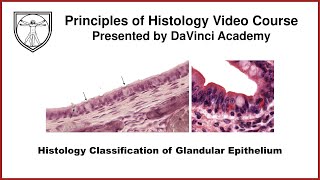 Histology Classification of Glandular Epithelium Epithelium 6 of 7 [upl. by Norita]