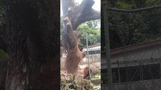 Pare mara cutting down treecutting 😭 [upl. by Oicaro]