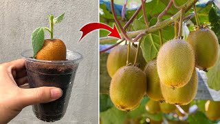 Anyone can propagate kiwi using this method  Relax Garden [upl. by Enoryt]