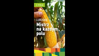 Na polu kukurydzy na ziarno ES Inventive  FAO 240  Odmiana Euralis Nasiona [upl. by Althea]