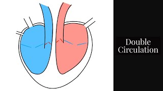 Double CirculationPart of the Circulatory SystemLeaving Cert Biology [upl. by Calan37]