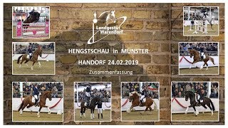 HENGSTSCHAU 2019 MS HANDORF  NRW Landgestüt [upl. by Finbar]