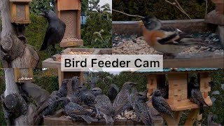 Wildlife feeding in Germany Birds Hedgehogs Foxes Squirrels and more… Live Animals Bird Cam [upl. by Areval]