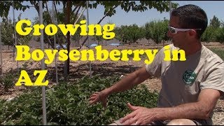 Growing Boysenberry in AZ [upl. by Eoj]