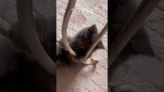 рек cat baby th рекомендации kitten funny baby catlover хочуврек youtubeshorts [upl. by Gnaoh241]