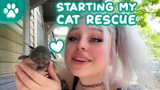 VLOG DAY Rescuing Feral Kittens Stray Safe TNR 💖 Sleebunn [upl. by Arawaj145]