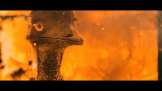 1932 The Great Emu War  Official Trailer [upl. by Jacquelin]