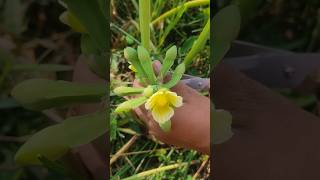 Comfrey seeds harvestingshortvideoagricultureforyou [upl. by Analiese]