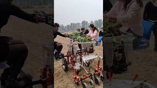 Best Way To Planting Seeds Plant rurallife plantpropagation [upl. by Gittle]