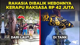 RAHASIA BESARNYA IKAN KERAPU RAKSASA DI BUTN RP 42 JUTA [upl. by Ravel]