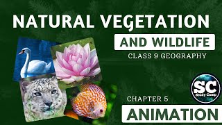 Natural Vegetation and Wildlife  Animation   Class 9 Geography Chapter 5  Study Camp [upl. by Adiehsar]