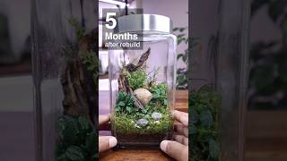 45 year old terrarium 5 months after rebuild [upl. by Cockburn]