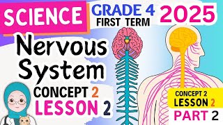 Nervous System Grade 4  Science  Lesson 2PART2Concept2 2025 ساينس رابعه ابتدائى الترم الاول [upl. by Cleodell]