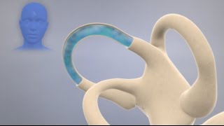 How the Inner Ear Balance System Works  Labyrinth Semicircular Canals [upl. by Ruffi838]