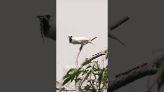 Bellbird  jungleadventure  birdsounds  naturelovers  birdslover  shortvideo [upl. by Klarrisa]