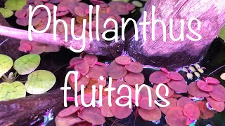 Phyllanthus fluitans in meinen Aquarien [upl. by Olegnaid]