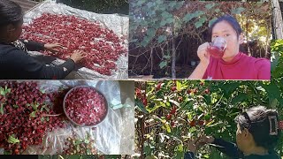 collection of Roselle flower for making tea [upl. by Seaton]