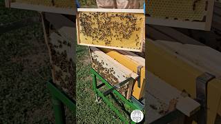 Honey Frame containing freshly stored Nectar 🐝🍯❤️ bee beekeeping пчеловодство imkern apicultura [upl. by Enymzaj]