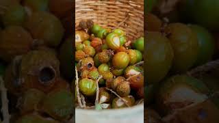 Soap that grows on trees  സോപ്പുങ്ക മരം  Dakshina  Sarang sarangfamily soapnuts soapberry [upl. by Pompea361]