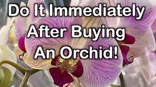 Do this right after purchasing orchids to ensure longevity [upl. by Bueschel598]