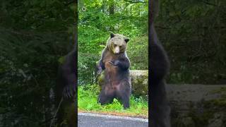 Why do bears often rub their backs against trees😱 [upl. by Enileuqcaj]