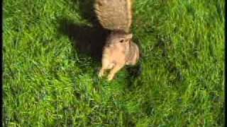 LeafGuard Gutters Commercial Squirrels Fight Back [upl. by Htenywg635]