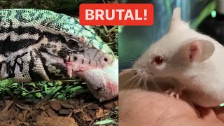 WARNING LIVE FEEDING Lizard crushes Mouse skull blood everywhere [upl. by Elades362]