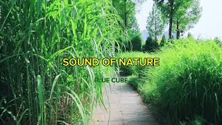 Nature Sound Forest Sound Wind amp Birds Sound Healing Refresh Classic Music Clam [upl. by Sivet]