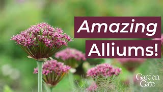 💜 Amazing Alliums 💜 [upl. by Notgnilliw]