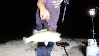 Will a Big Catfish Eat A Live Largemouth Bass From The Bank [upl. by Aiuqcaj]