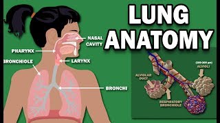 ANATOMY OF THE LUNGS [upl. by Aromas206]