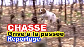 CHASSE  Chasse de la grive à la passée [upl. by Paucker48]