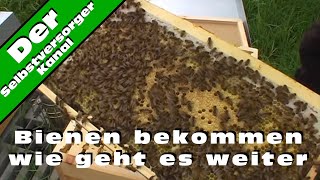 Bienen bekommen wie geht es weiter [upl. by Voleta]