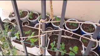 TERRACE GARDEN IN TAMILMY ROOFTOP GARDEN NEW SEASON 2022 NEW PLANTATION WITHOUT CHEMICALS GARDEN [upl. by Blus]