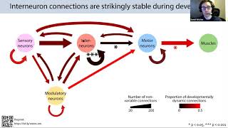 Talk Connectomes across development reveal principles of brain maturation in C elegans [upl. by Omrellig]