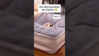 Die Sternzeichen als Katze🐱Part 3 sternzeichen zodiacsigns funny cats fy viral [upl. by Bergeman]