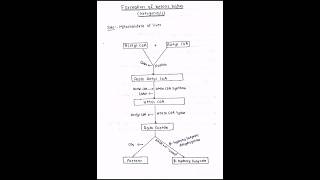 Formation and utilization of ketone bodies ketogenesis ketolysis biochemistry bpharmacy mbbs [upl. by Haniraz966]