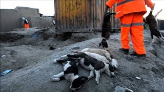 Grausame Jagd auf Straßenhunde in Kabul [upl. by Mckale]