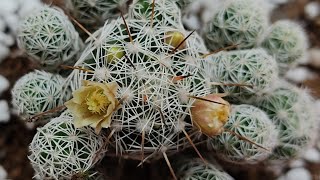 HOW TO GROWCARE amp PROPAGATE MAMMILLARIA CACTUSTHIMBLE CACTUS  POTTING SOIL MIXTURE FOR CACTUS [upl. by Marasco]