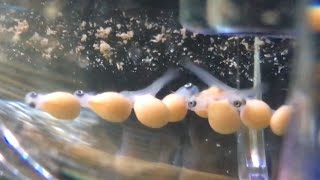 My Eggs Pseudotropheus Williamsi North Makonde  Day 3 In Incubator  4K Video [upl. by Trill68]