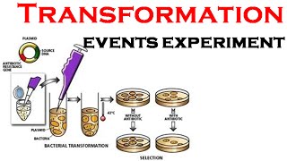 Bacterial Transformation experiment [upl. by Notgnilliw]