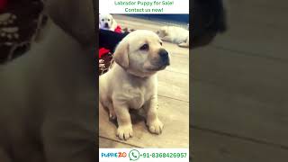 Labrador Dog Price Adorable Labrador Puppy Moments That Melt Your Heart 🐾Whatsapp 91836 8426957 [upl. by Adnorahs]