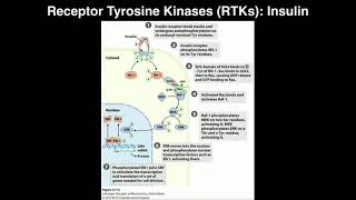 G Protein Coupled Receptors Part 1 [upl. by Jarrett]